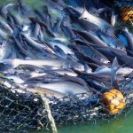 How to start a Fish Farming Business